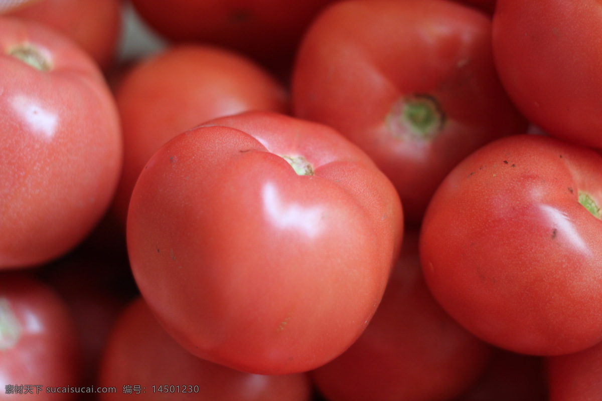 西红柿 绿色蔬菜 生菜 生物世界 蔬菜 新鲜蔬菜 植物 健康蔬菜 高清蔬菜 蔬菜主题 风景 生活 旅游餐饮