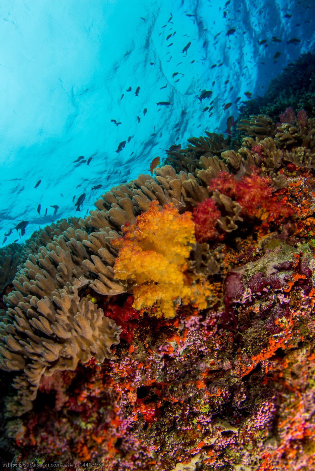 海洋珊瑚素材 海洋珊瑚 海洋 珊瑚 海底 大海 海 青色 天蓝色