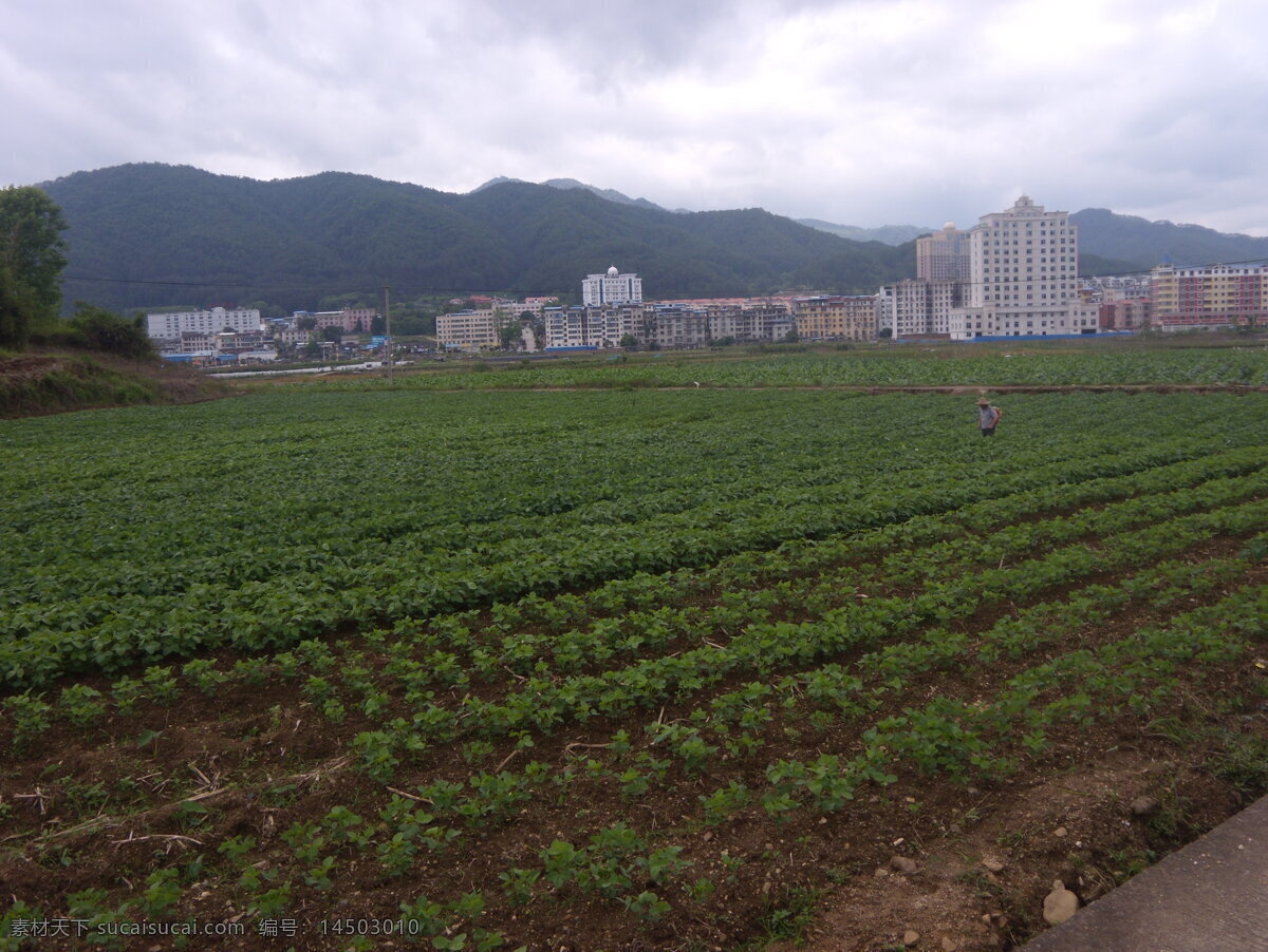 田 农田 大豆 整齐 小苗 文化 传统文化 文化艺术