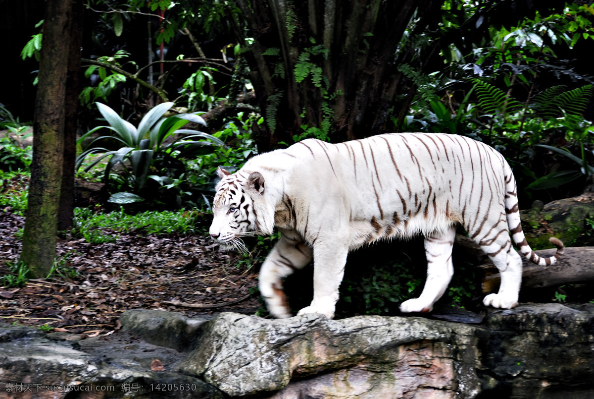 左 移动 白色 老虎 动物 野生动物 动物世界 陆地动物 生物世界 黑色
