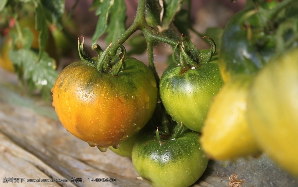 碱地柿子 碱地 柿子 西红柿 番茄 洋柿子 生物世界 蔬菜