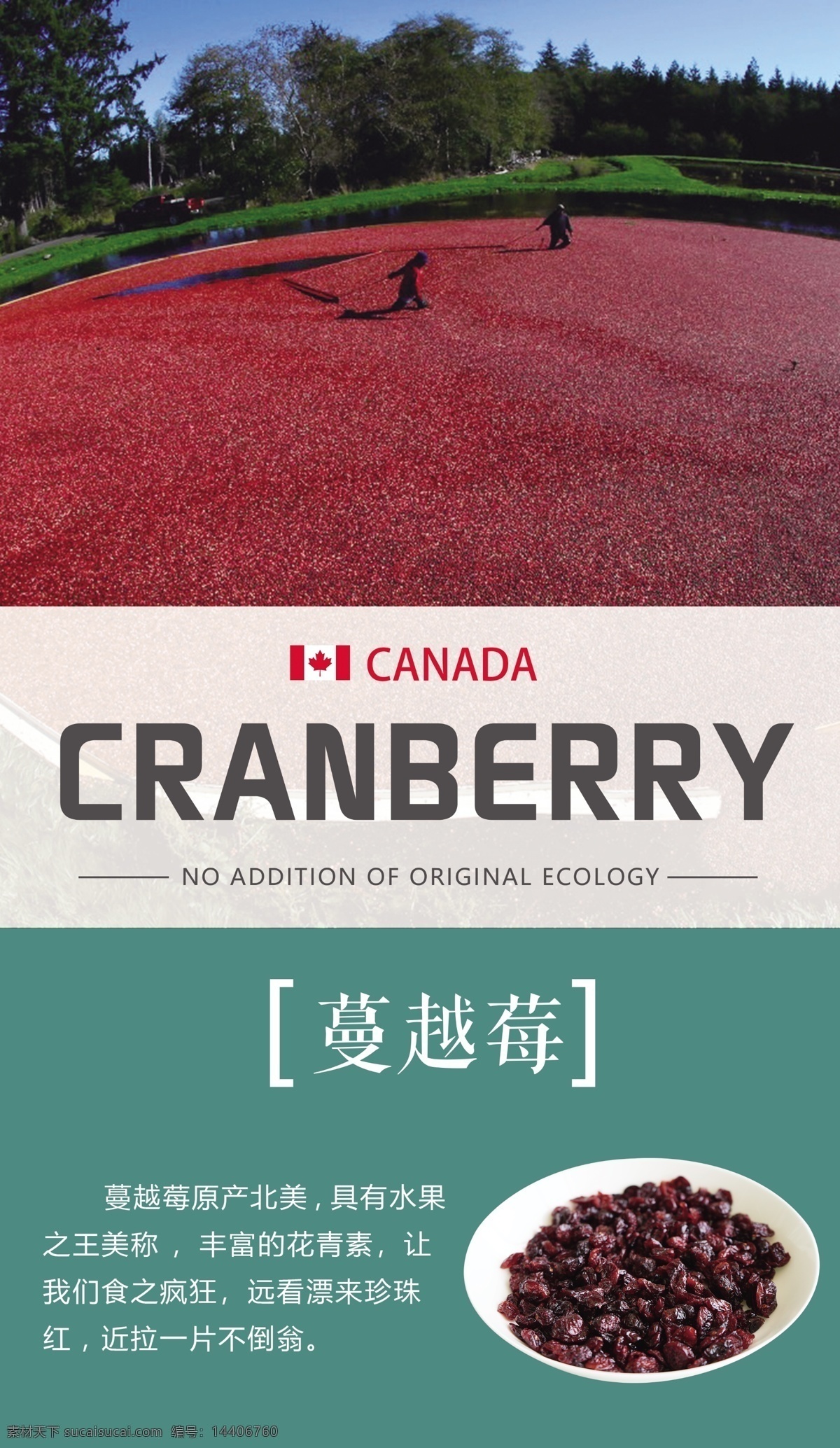 蔓越莓海报 蔓越莓 加拿大蔓越莓 干果 红梅 进口 分层