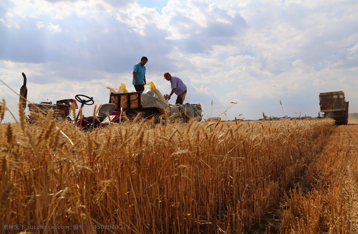 丰收 收割 秋收 丰收大地 金色的田野 农民 劳作的农民 收割机 收割小麦 小麦 金色小麦 种子 种植 生态种植 自然景观 田园风光