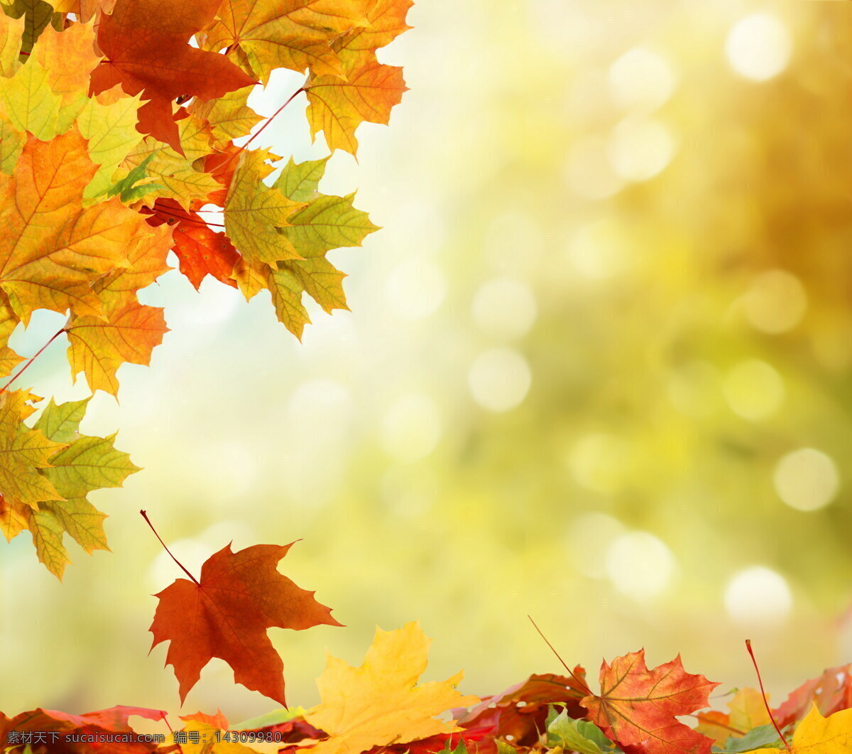 树叶 素材图片 叶子 枫叶 秋天 秋季 景观 景区 自然风光 旅游 背景 花草树木 生物世界