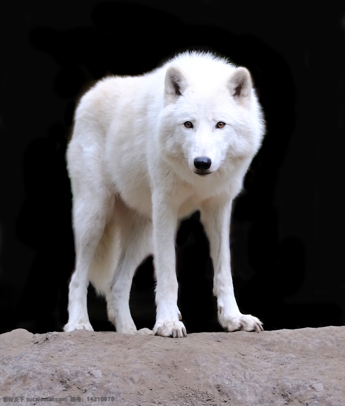 匹 白狼 狼 动物 陆地动物 野生动物 动物世界 动物摄影 生物世界