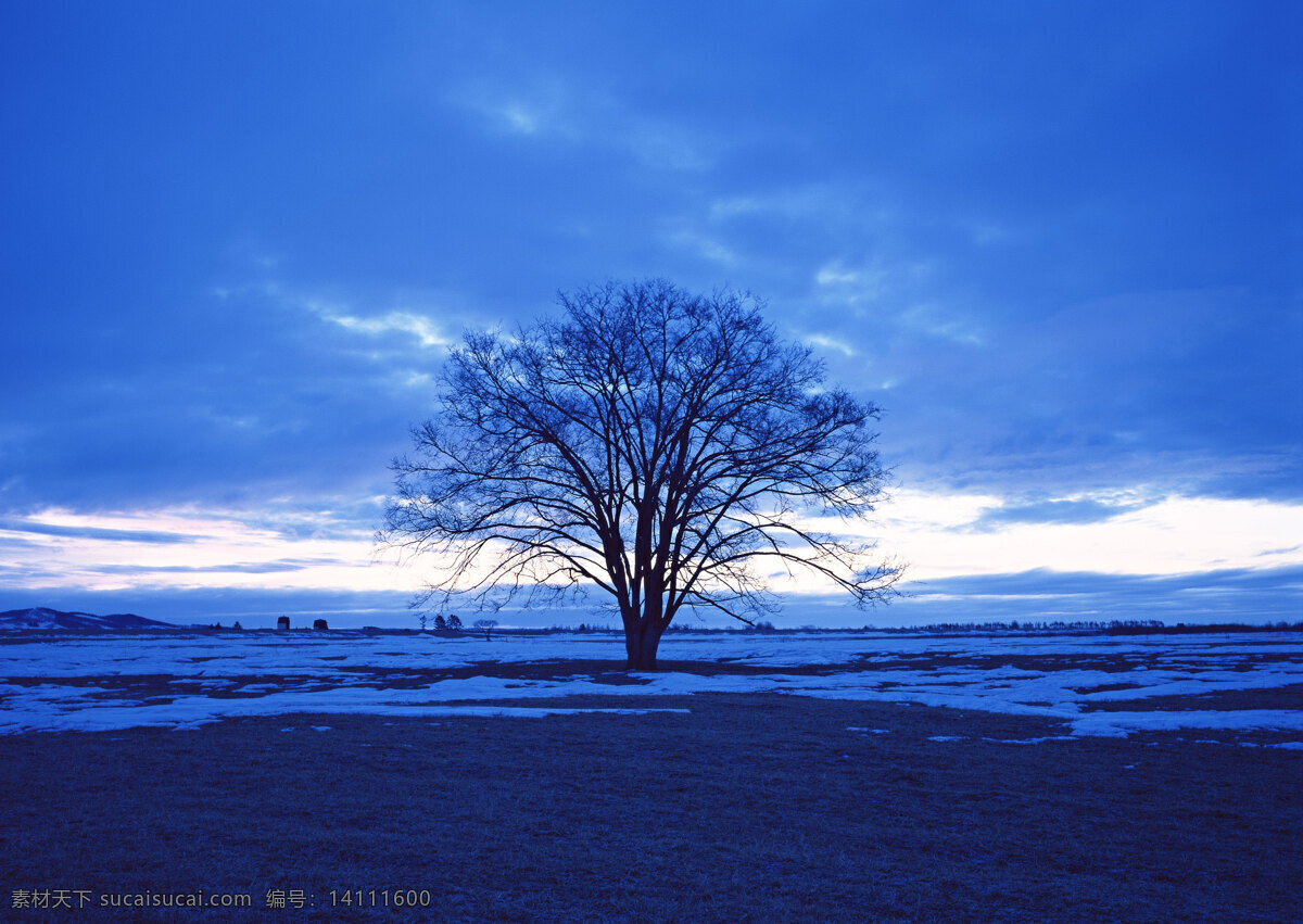 草原 上 颗 树 自然 风景 天空 空旷 白云 一个树 安静 阳光 积雪 蓝色 花草树木 生物世界