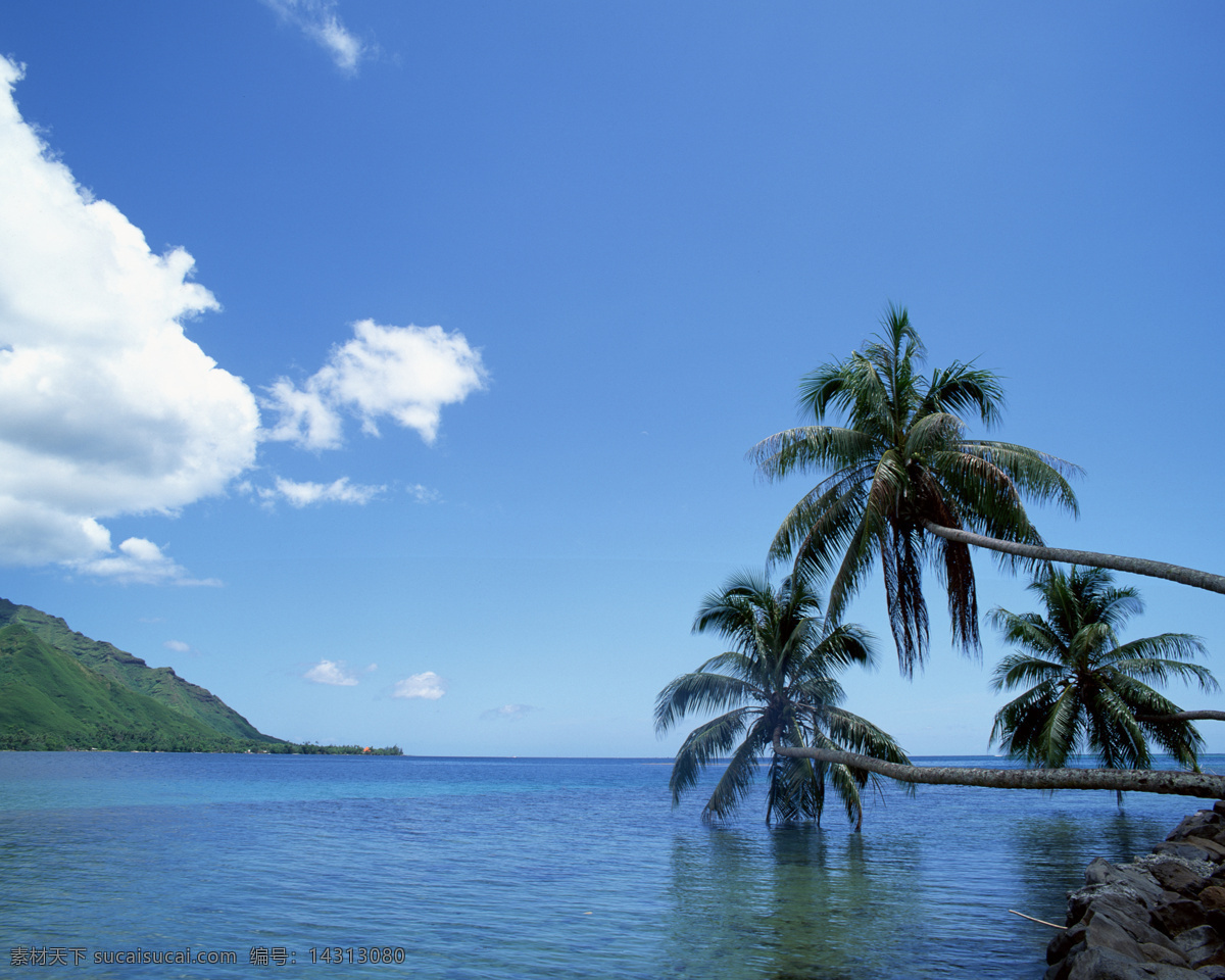 海边椰树 碧海 蓝天 白云 椰树 大海 大海蓝天 自然风景 自然景观