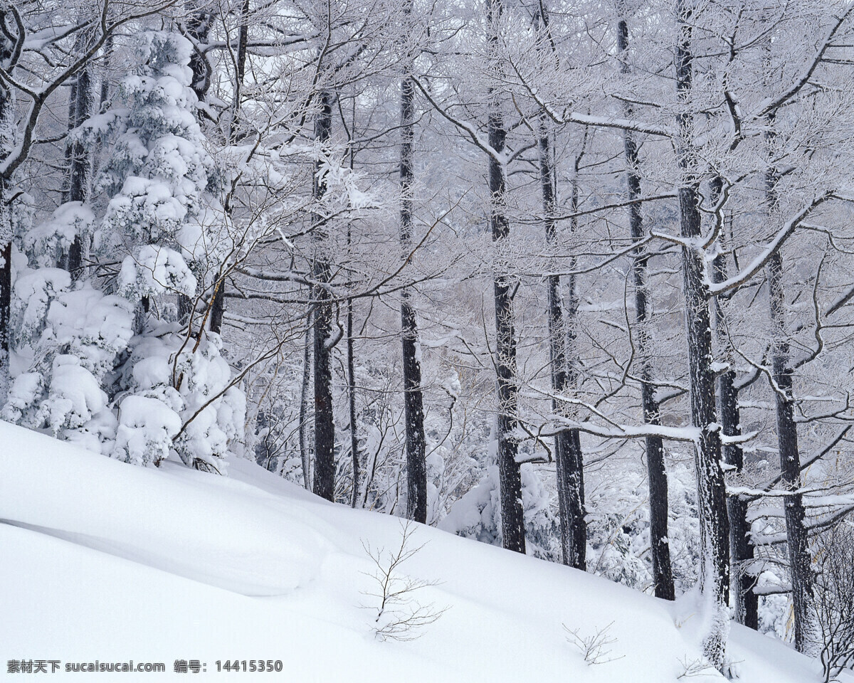 大雪 弥漫 树林 中 白雪皑皑 雪景 雪松 白雪风光 森林大雪 风景 生活 旅游餐饮