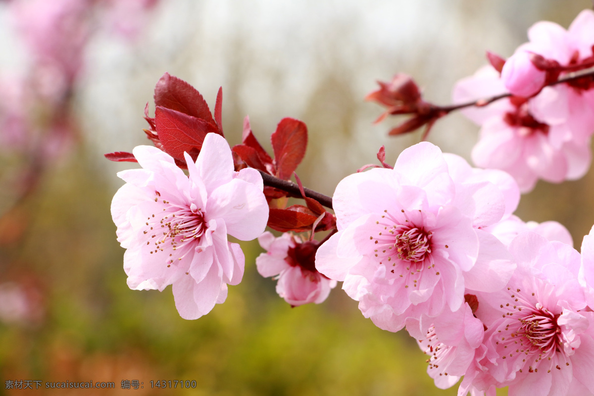 榆叶梅 梅花 腊梅 春天 绽放 美丽 花瓣 赏花 粉红花 花园 景观 粉色 户外 粉色樱花 花苞 花卉 开花 盛开鲜花 早春 樱花 多层樱花 桃花 生物世界 花草