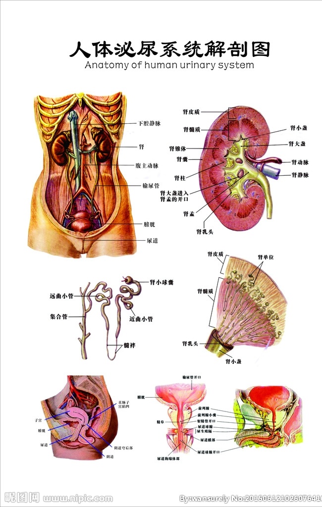 结石 科 人体 泌尿 生殖 解剖 图 结石科 人体泌尿 解剖图 秘尿系统 肾部 输尿管