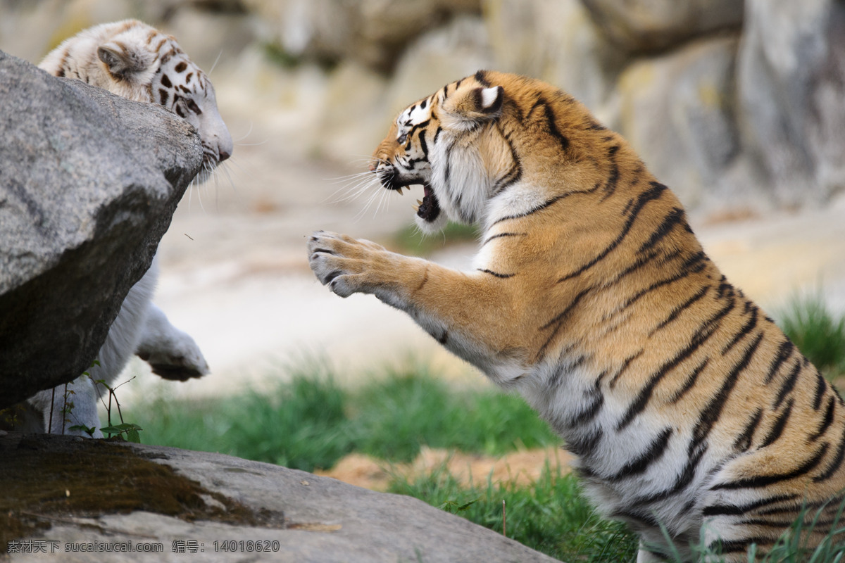 打架的老虎 凶猛的老虎 动物摄影 动物世界 陆地动物 生物世界 黑色
