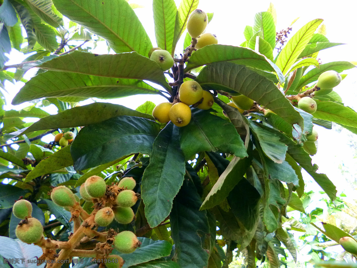 枇杷 枇杷树 成熟枇杷 果实 枇杷叶 中药 止咳化痰药 水果 生物世界