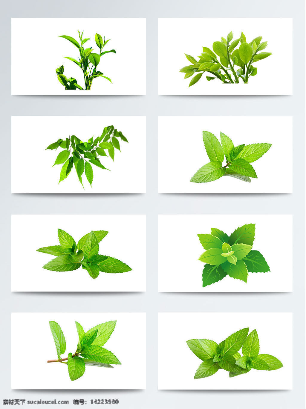 绿色 叶子 茶叶 绿 元素 茶叶元素 茶叶装饰 绿茶 绿色叶子 图案元素 植物