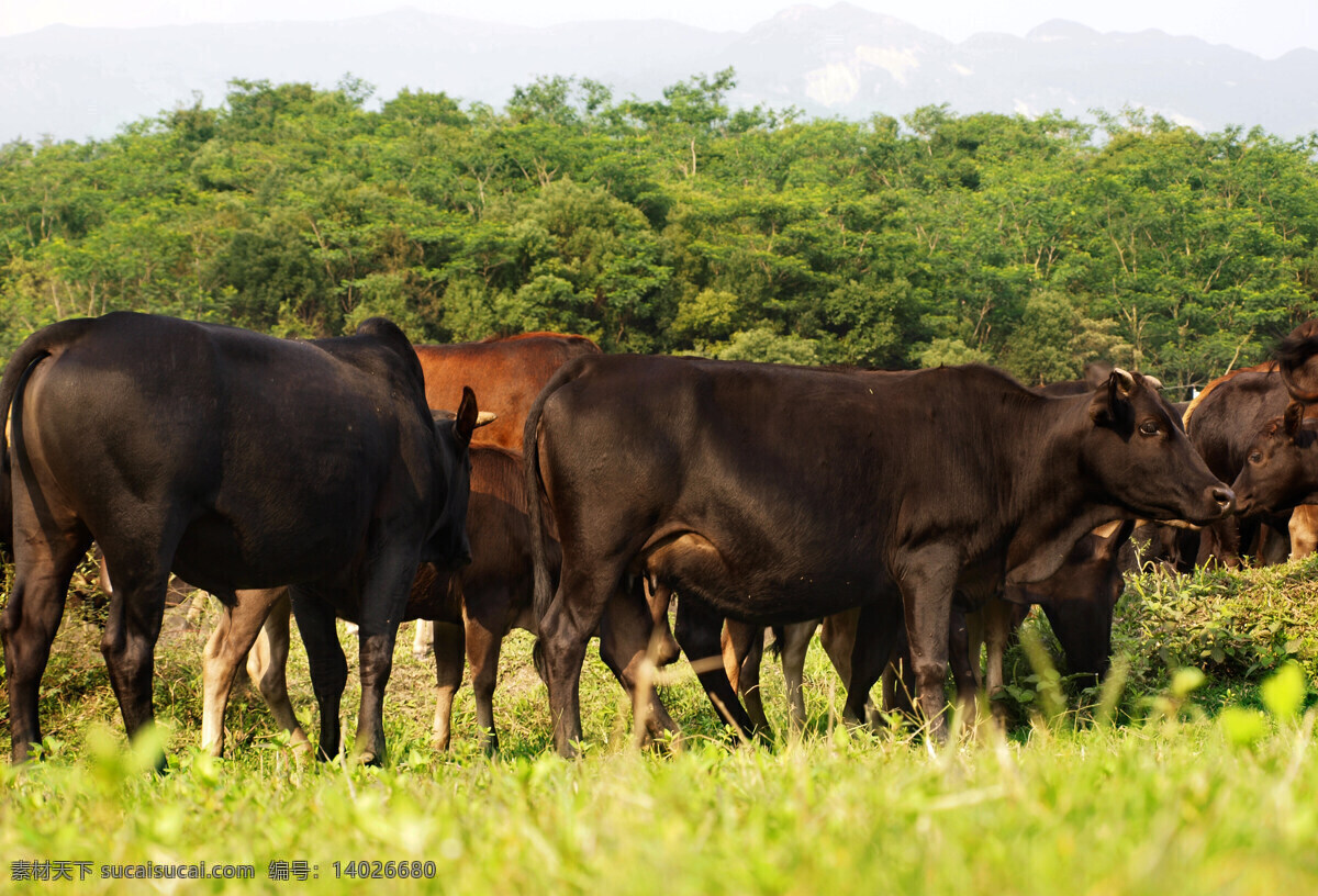 丑牛 黄牛 牛群 水牛 瘤牛 家畜 cow 野牛 户外放牛 牛吃草 放牛 照片 游玩 风景 生物世界 家禽家畜