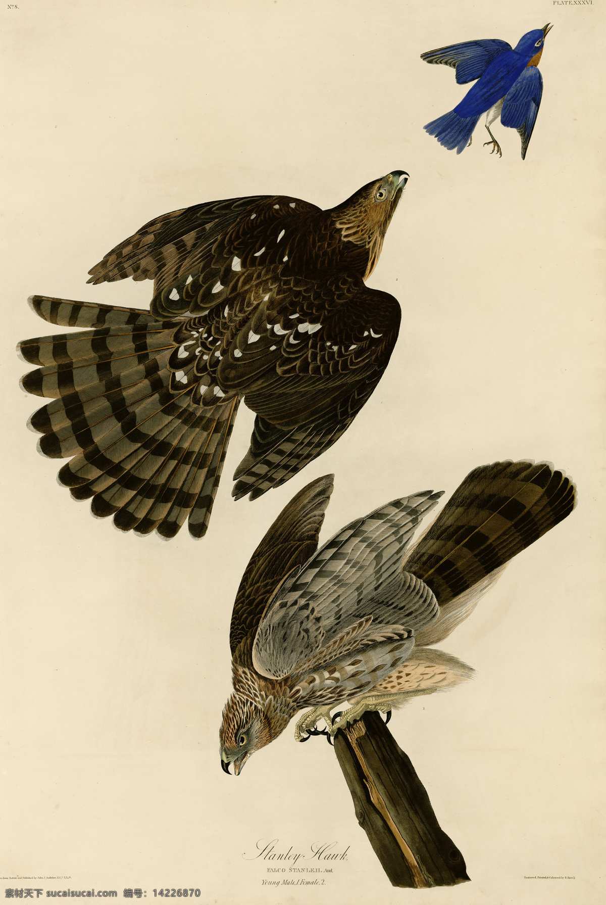 手绘鸟类 鸟类 美国鸟类 手绘 花鸟 鸟儿 鸟 禽类 西方图谱 植物 贝拉贝罗 鸟类素材 绘画书法 高清 文化艺术