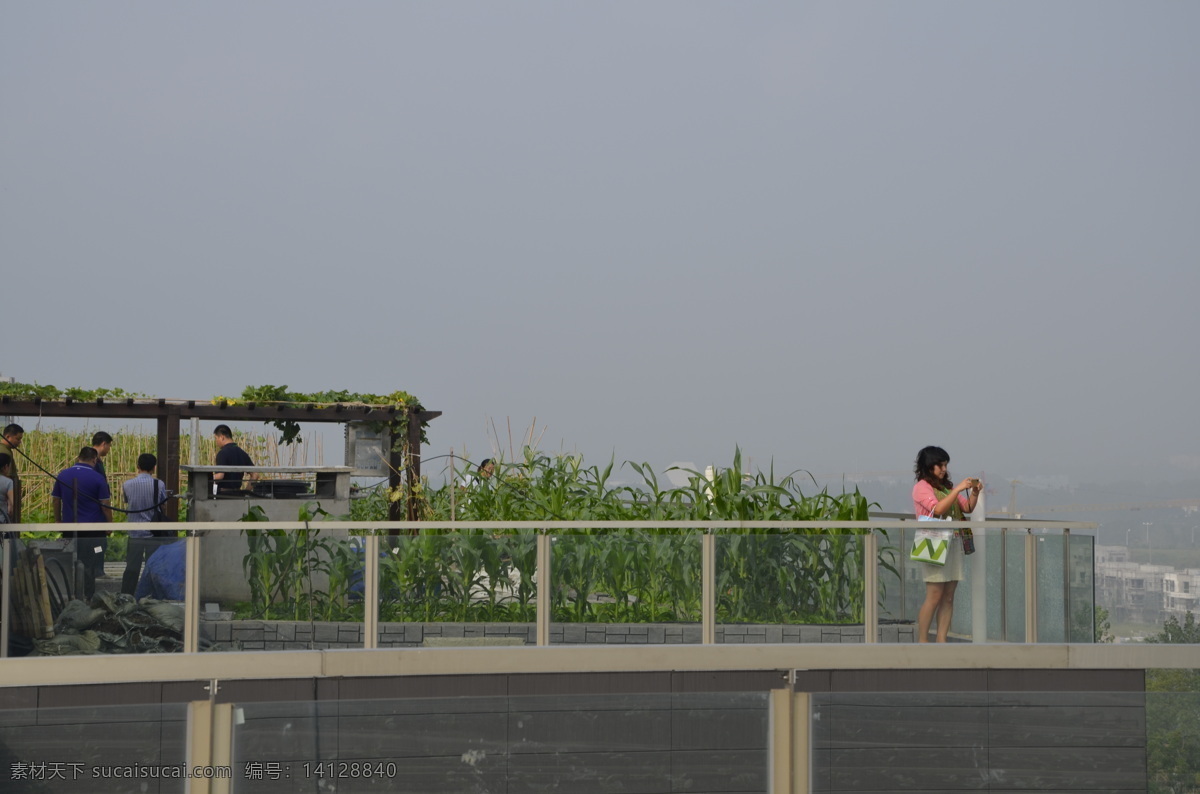 屋顶菜园 屋顶花园 屋顶绿化 阳台绿化 阳台玉米 现代科技 农业生产