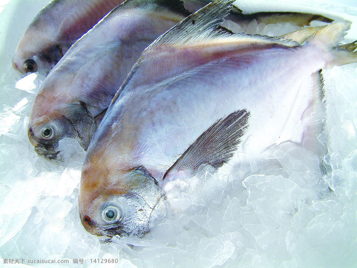 冷冻冰鱼 鱼 水产 海鲜 冰块 冷冻 鱼类 生物世界