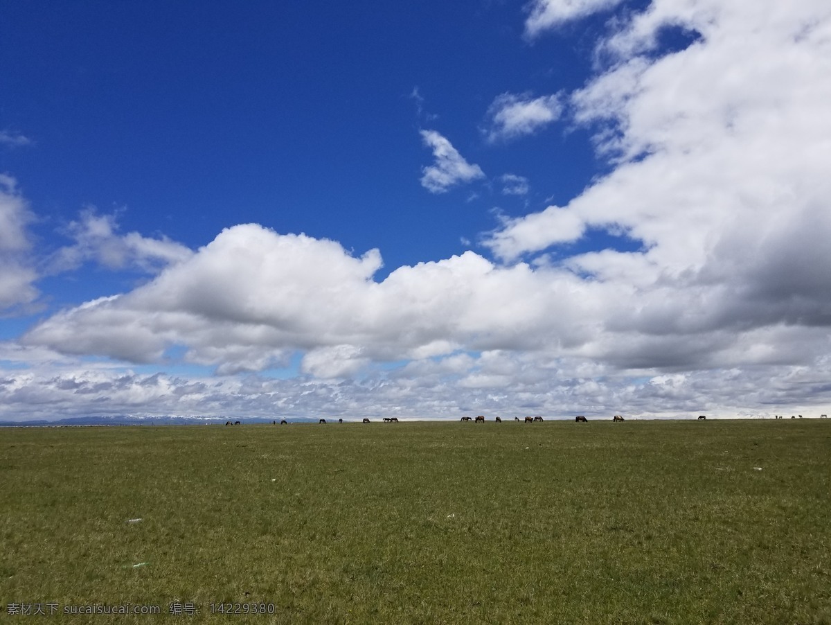大草原 蒙古草原 草原牛群 草原牧场 内蒙古 蓝天白云马 羊 牛 旅游摄影 自然风景