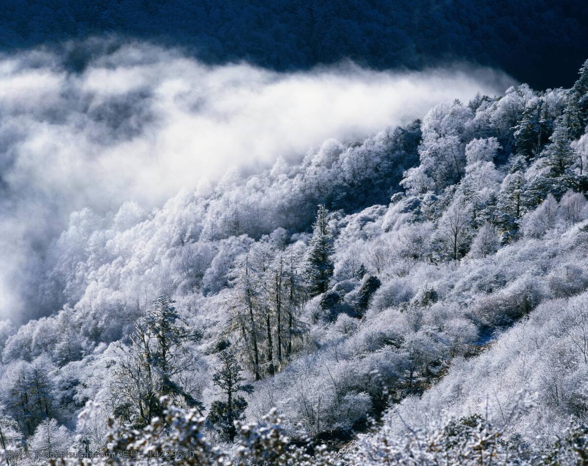冰树雪景 冰树 雪景 雾凇 云雾 云海 山林 雪山 风光 山水风景 自然景观