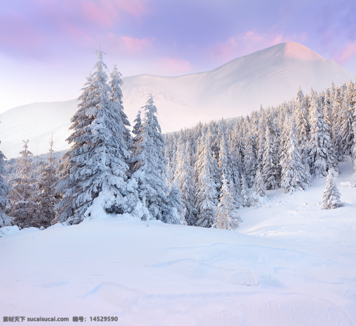 雪花背景素材 高山 冬天 松树 雪 雪花 天空 雪松 自然风光 植物 景区 自然风景 自然景观 白色