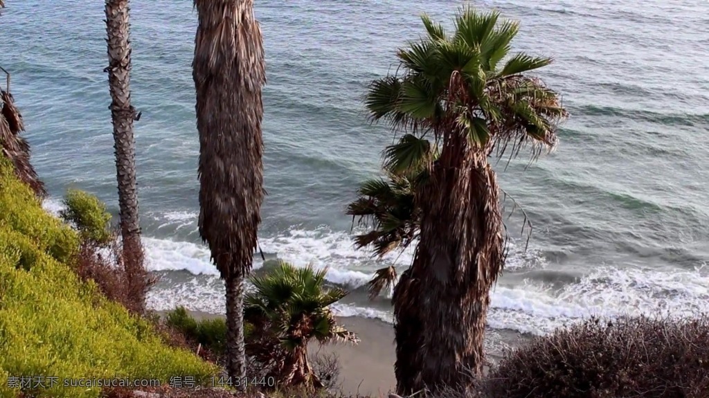 视频背景 实拍视频 视频 视频素材 视频模版 热带 椰子树 海边 海边视频