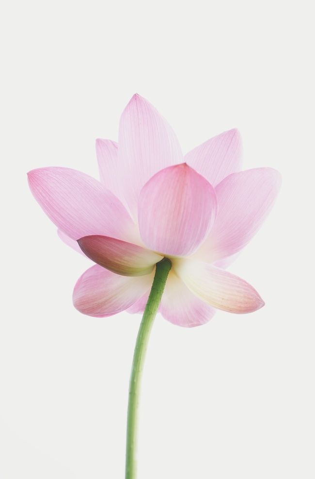 淡淡 粉红色 荷花 淡淡粉色荷花 鲜花 花朵 粉色 莲花 近景 特写 高清 生物世界 花草