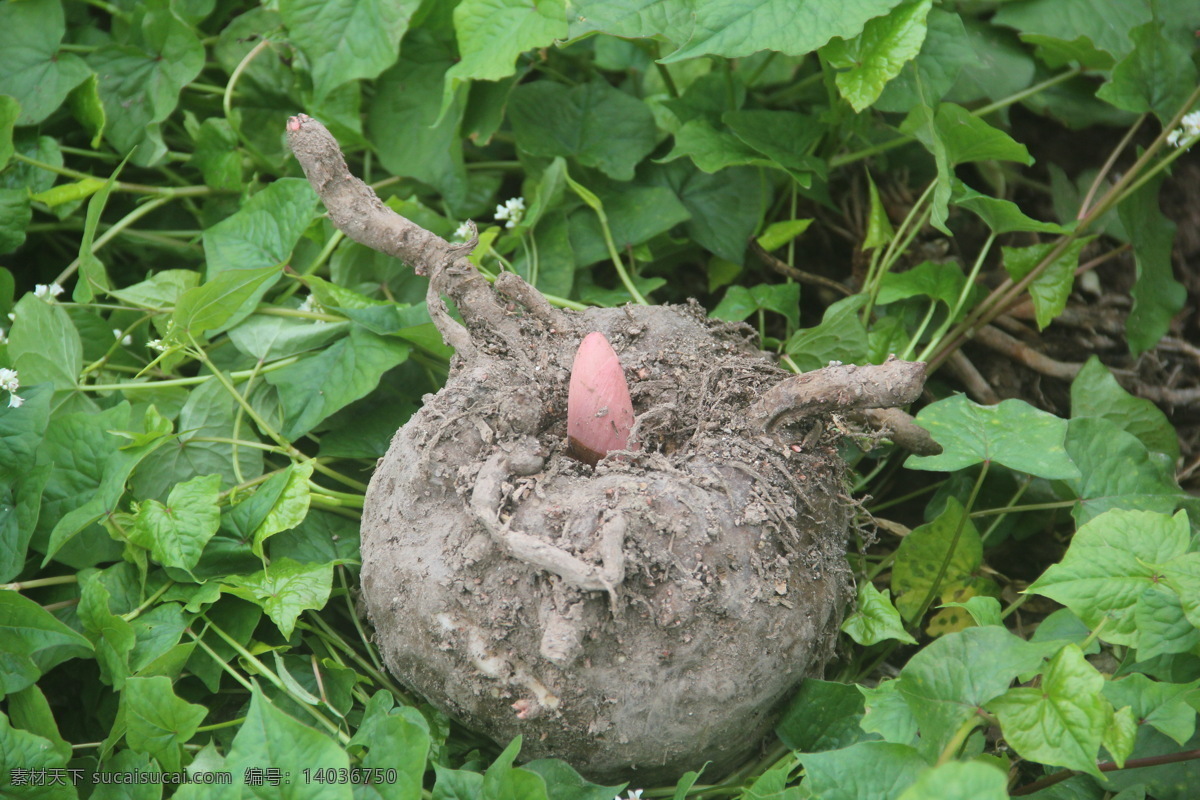 原创摄影图片 生物世界 植物 蔬菜 三峡魔芋