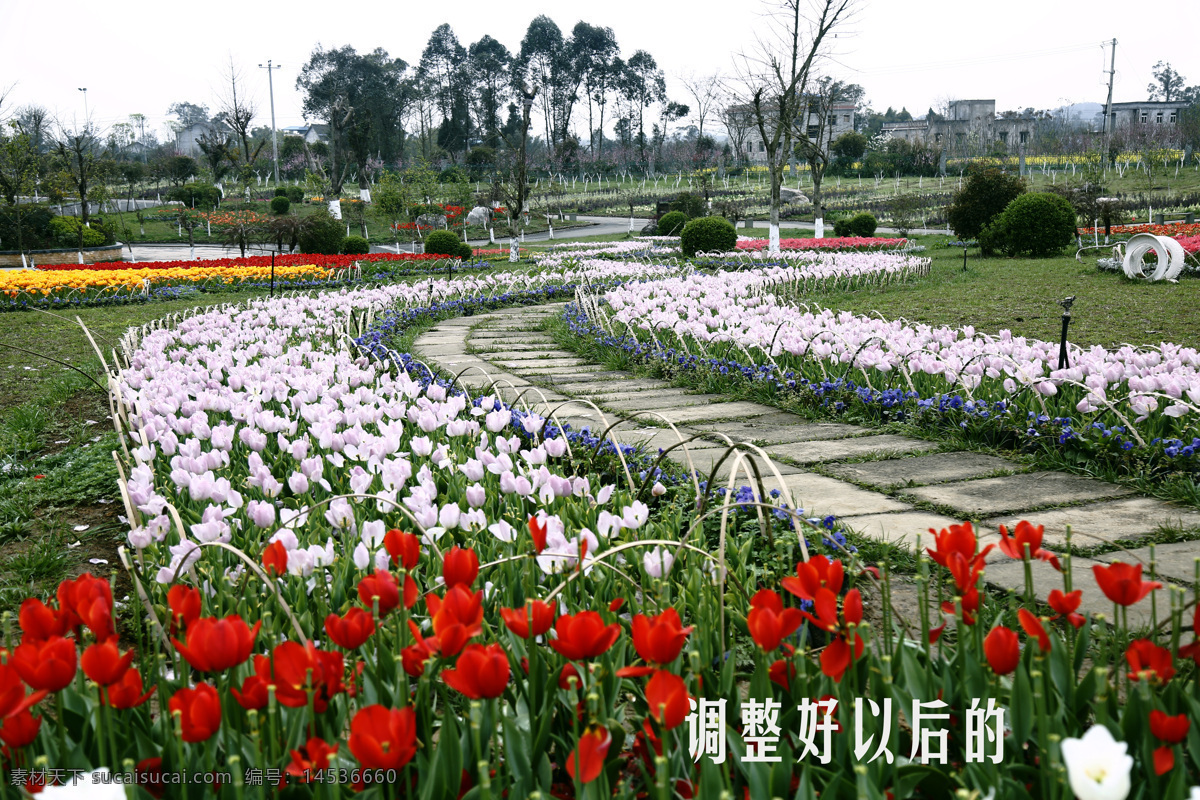 南充 锦绣 田园 花海 摄影图片 锦绣田园 共享 自然景观 田园风光