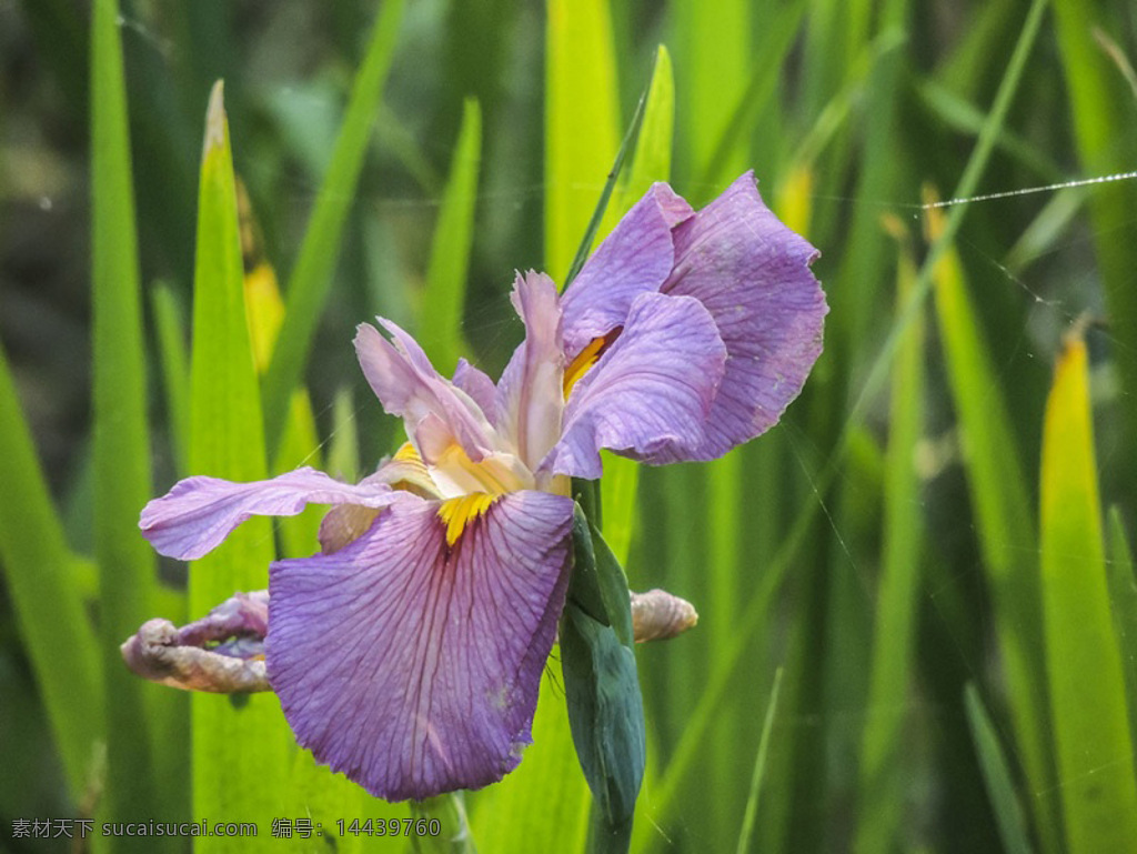 位图免费下载 超高清 服装图案 花朵 位图 植物 写实花卉 面料图库 服装设计 图案花型