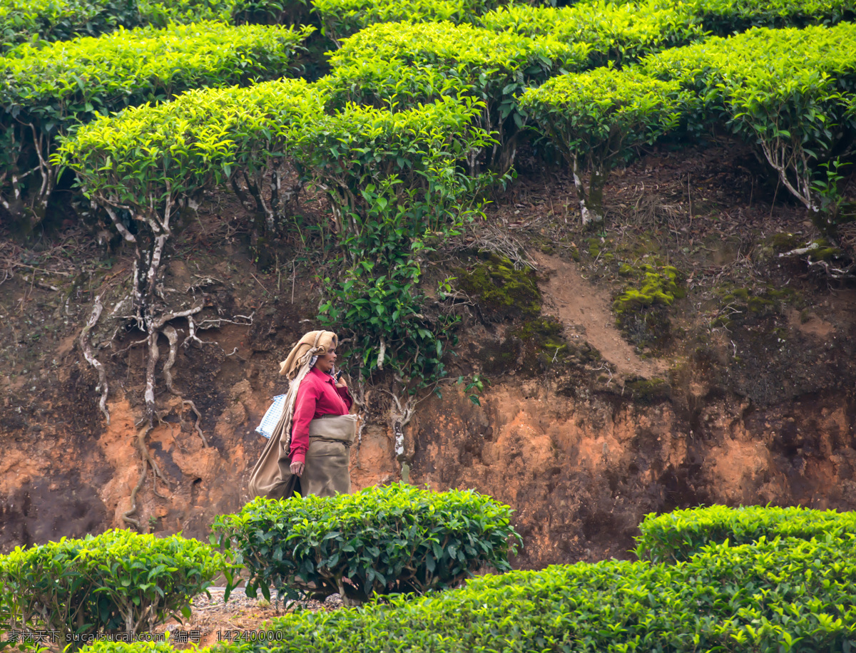 走 茶园 妇女 茶田 茶山 茶叶 绿茶 风景 自然风景 美丽风景 景色 农业生产 现代科技