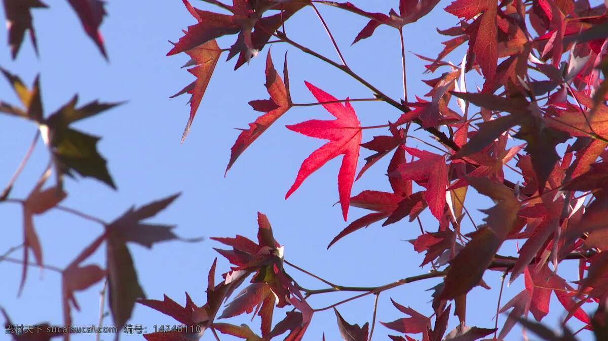 红叶红叶 自然 秋天 叶 红色 粉红色 蓝色 天空 落下 树 分支 艳 丰富多彩的 颜色 微风 风 阳光