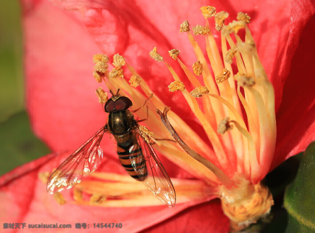 红花 果蝇 透明翅膀 黄色花蕊 复眼 微距