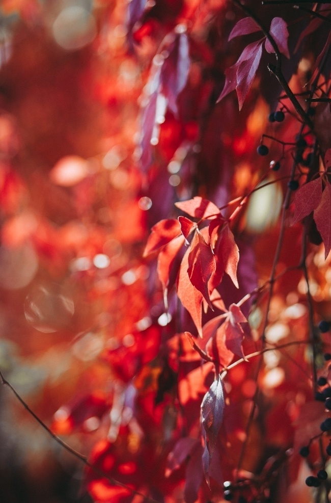 枫叶秋天 秋天 枫叶 红色树叶 红色 朦胧 黄昏 落叶 自然景观 自然风景