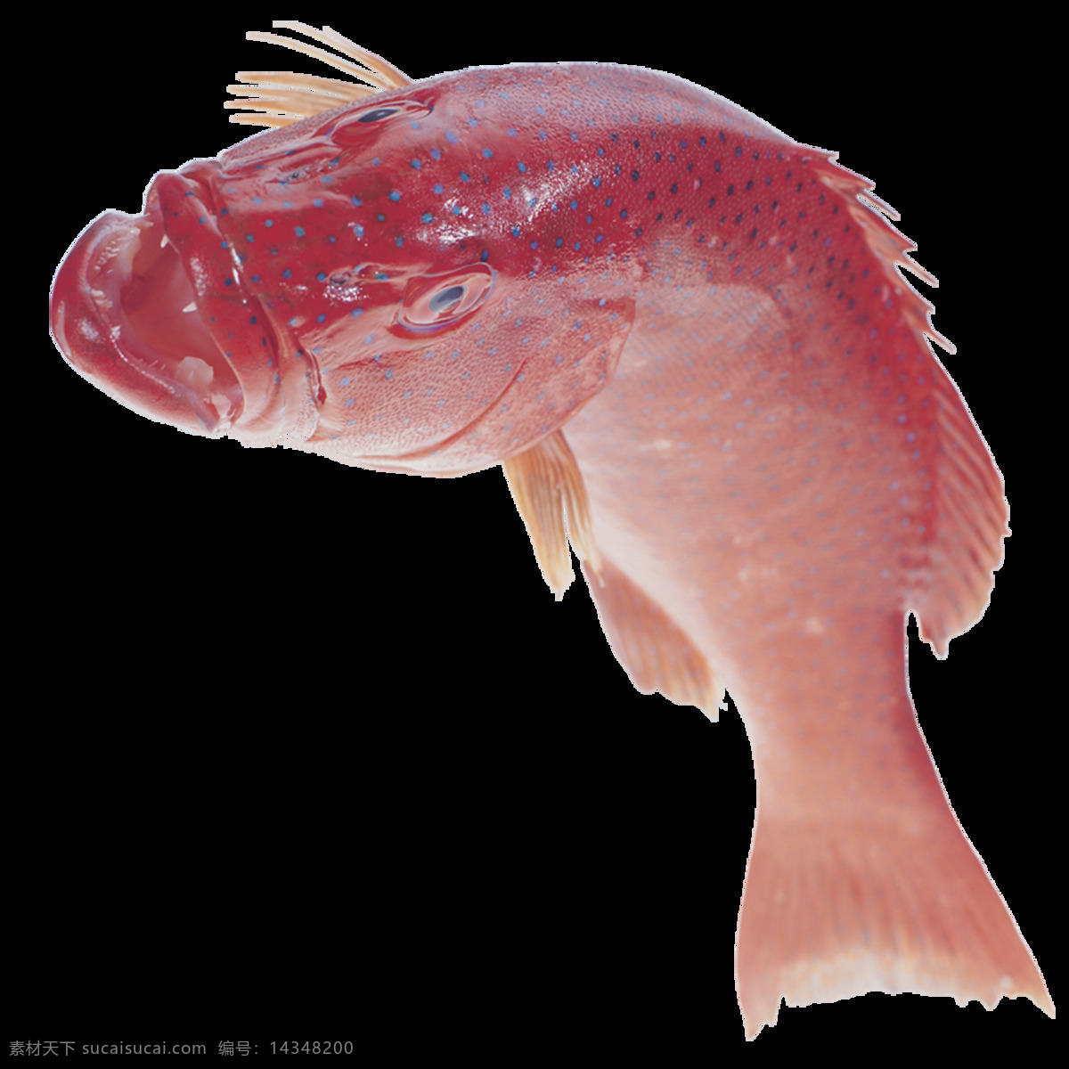 高清 唯美 鱼儿 绘画 红色鲤鱼 形象 生动 逼真