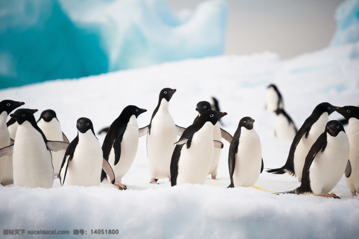 企鹅 冰山 冰天雪地 动物摄影 南极企鹅 企鹅群 企鹅素材 野生动物 生物世界