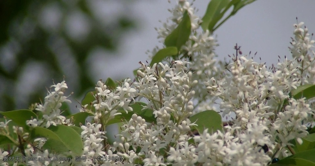 花朵 绿叶 春天 春风 微风 暖风 白色小花 植物 特写 背景 自然 生态 多媒体 实拍视频 动物植物 mov