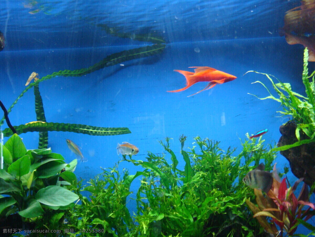 热带鱼 生物世界 鱼缸 鱼类 绿色水草 红色水草 观赏鱼