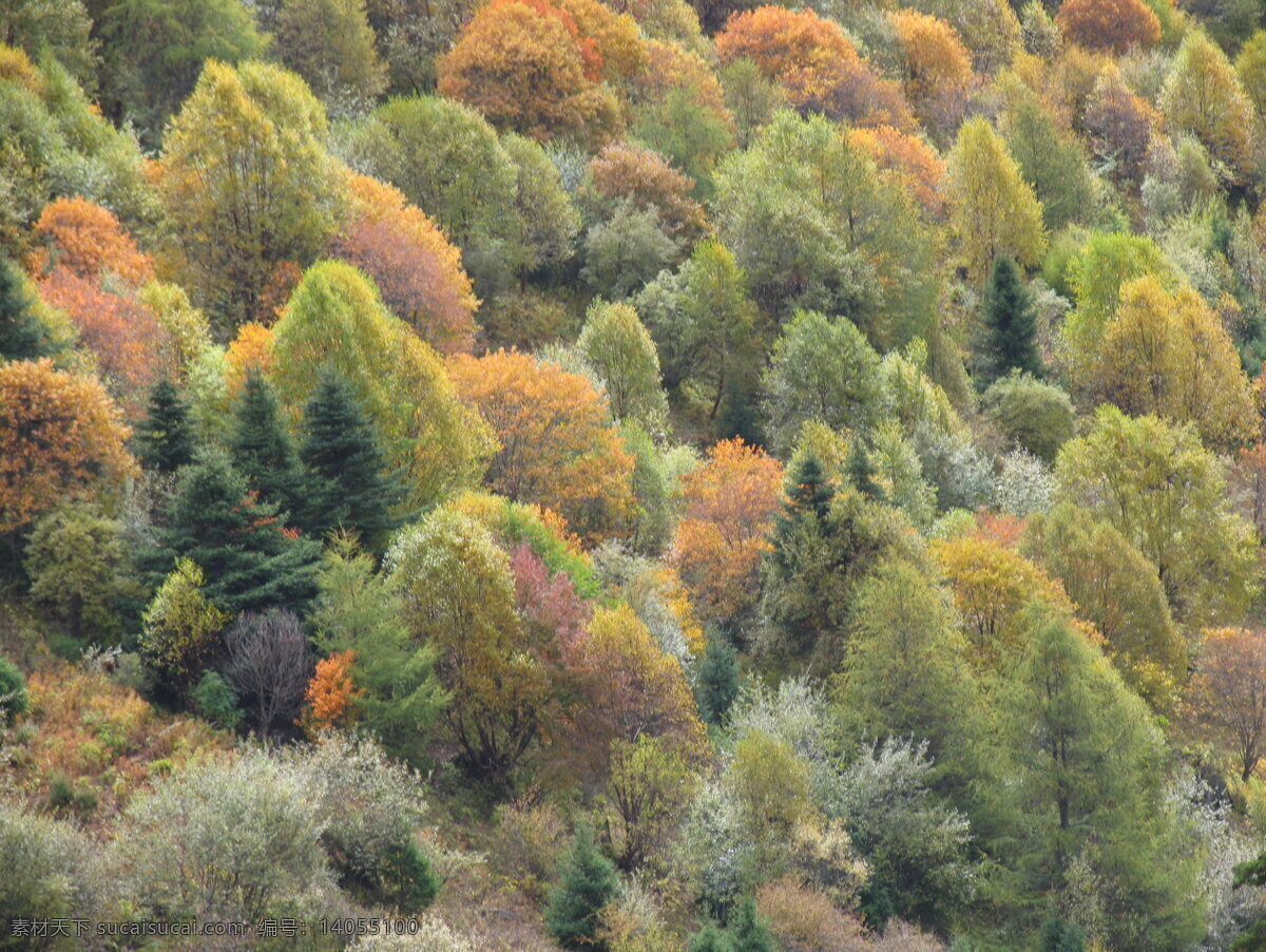 西藏 色 季 拉山 风景 西藏林芝 色季拉山山腰 蓝天白云 雪山 五颜六色的 美丽 树林 一年四季 齐集 一山 山顶是冬天 山腰是秋天 山脚是春天 自然风景 自然景观