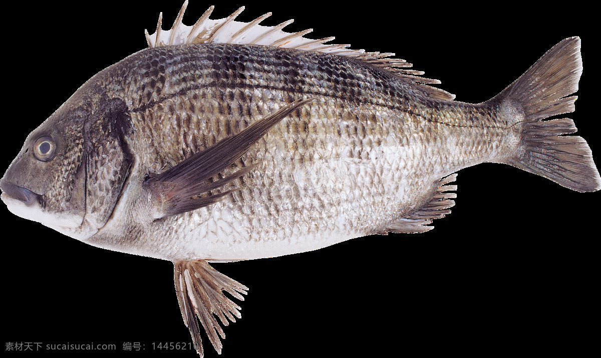 海洋鱼类 图谱 海鲜 鱼类 食物鱼 热带鱼 鱼图谱 深海鱼 生物世界