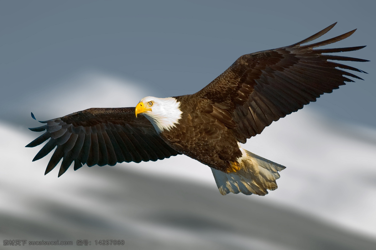 老鹰 素材图片 鹰 动物 动物素材 摄影素材 动物图片 野生动物 空中飞鸟 生物世界
