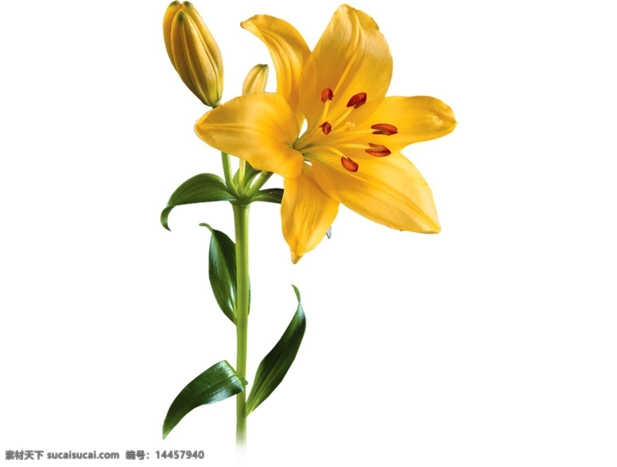 漂亮 黄色 百合花 免 抠 透明 元素 图形 海报 广告 百合花海报图