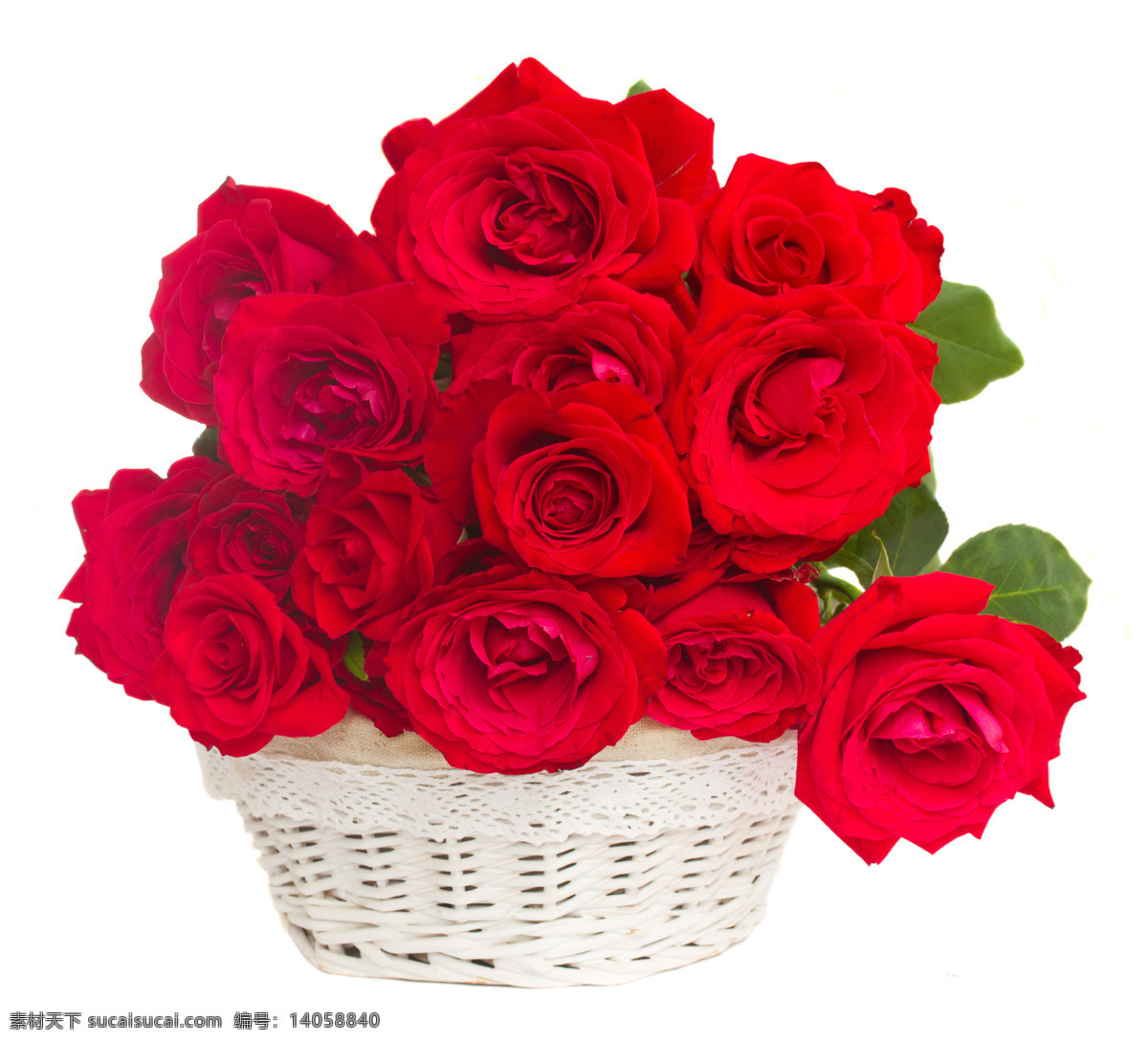 玫瑰花 红玫瑰 鲜艳花朵 美丽鲜花 鲜花摄影 花卉 情人节主题 花草 花篮上的鲜花 花草树木 生物世界 白色