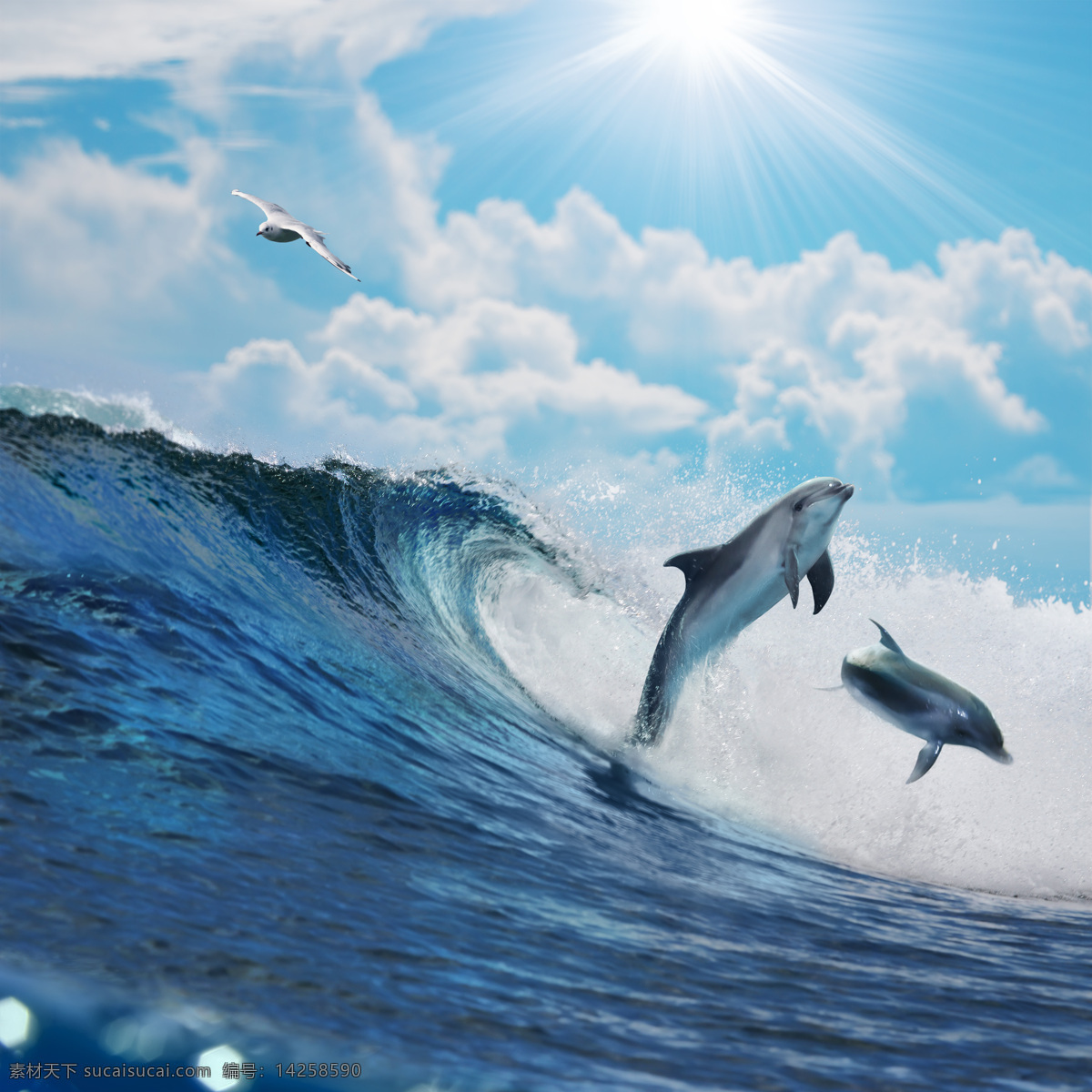 跳出 水 面的 海豚 海洋动物 海洋生物 动物世界 大海 海水 海洋海边 大海图片 风景图片