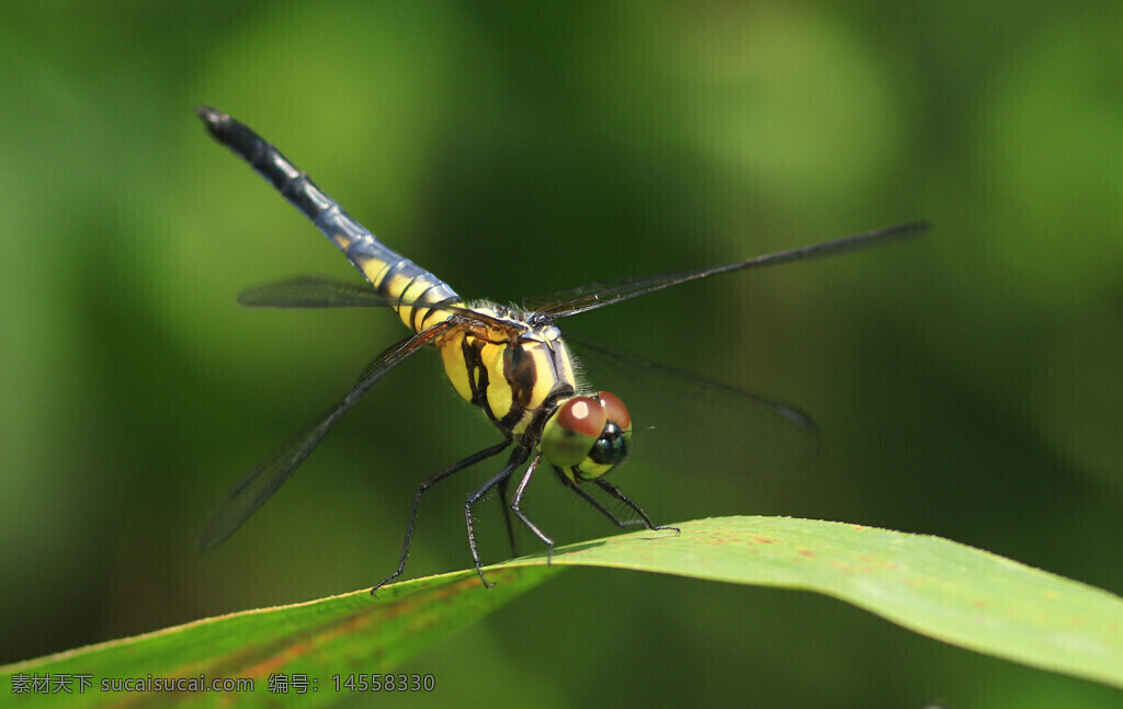 草叶 蜻蜓 绿背景 虚化 复眼 黄色斑点 黑色斑点