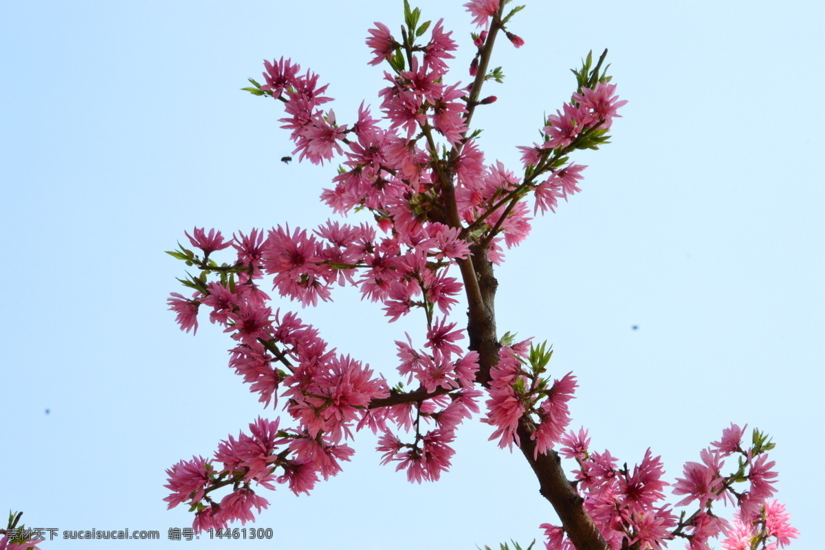 菊花桃 碧桃花儿 园林美景 红粉碧桃 红粉桃花 观赏桃花 重瓣桃花 花朵 花蕊 花瓣 枝叶 春天 花卉 绿化景观 山桃碧桃 生物世界 花草