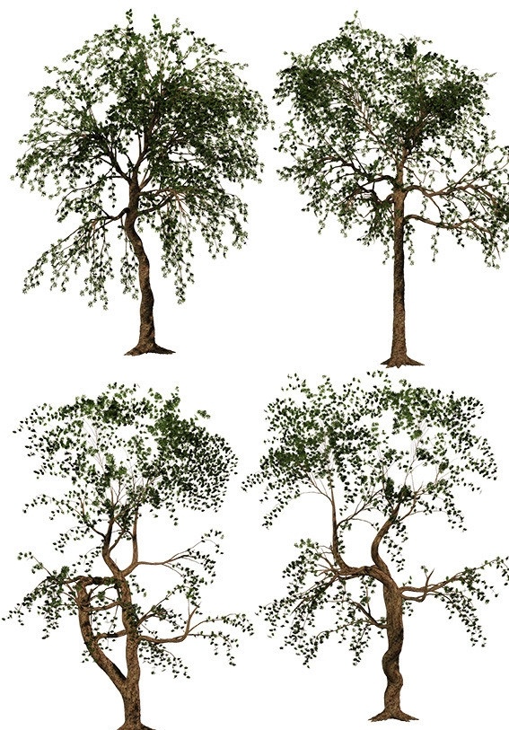 3d树素材 绿树 3d 绿叶 生命树 建筑 效果图 分层 源文件