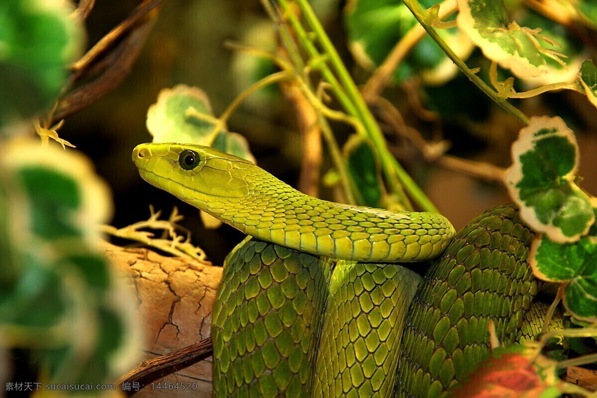 虵 蟒蛇 蛇类 花蛇 爬行类 爬行动物 生物世界 野生动物