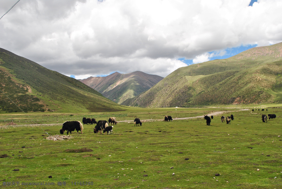 西藏 西藏牛羊 米拉山 西藏山路 西藏山峦 西藏田园 西藏蓝天 西藏夏天 西藏光影 西藏高清图片 旅游摄影 国内旅游 高原 西藏风景 蓝天 白云 绿草地 生物世界 家禽家畜 白色