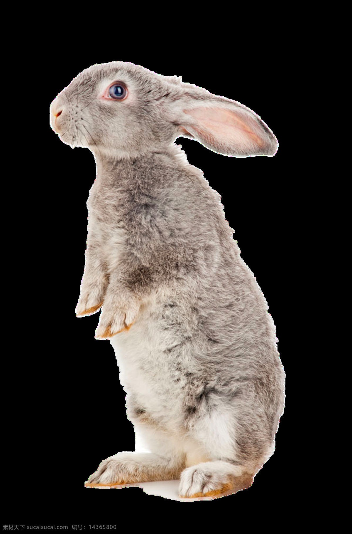 站立 兔子 免 抠 免抠 透明素材 兔子元素 站立的兔子 元素 兔子素材 动植物素材
