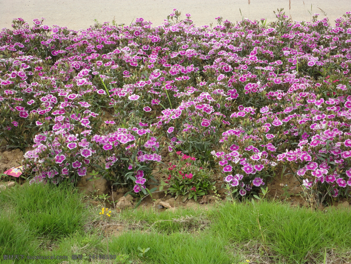 石竹花 紫色花 紫色花朵 白色花朵 白花 花朵 植物 花草 花草树木 生物世界